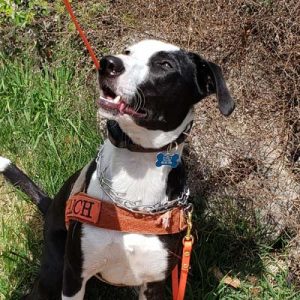 Tango, a mixed-breed rescue dog in working gear.